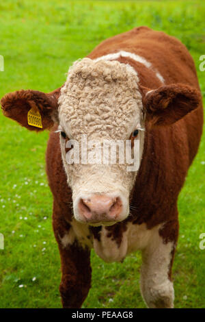 Eine braune und weiße Kuh stehend in einem Feld in Schottland Stockfoto