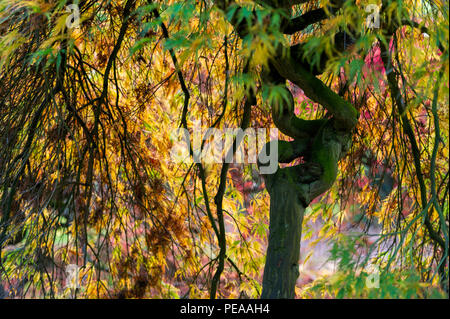 Herbst Westonbirt Aboretum Gloucestershire Stockfoto