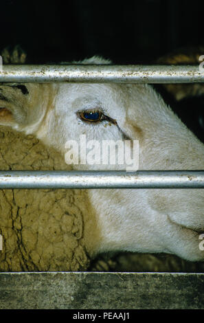 Export von lebenden Schafen, Brightlingsea, Essex, England, UK, GB. Stockfoto