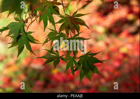 Herbst Westonbirt Aboretum Gloucestershire Stockfoto