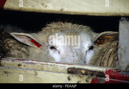 Export von lebenden Schafen, Brightlingsea, Essex, England, UK, GB. Stockfoto