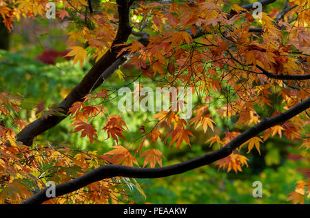 Herbst Westonbirt Aboretum Gloucestershire Stockfoto