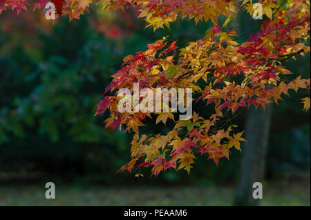 Herbst Westonbirt Aboretum Gloucestershire Stockfoto