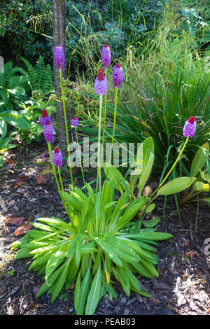 Primrose Vialii oder Orchideenkrimrose Fife Scotland. Stockfoto