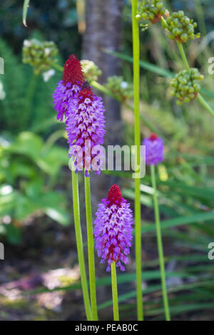 Primrose Vialii oder Orchideenkrimrose Fife Scotland. Stockfoto