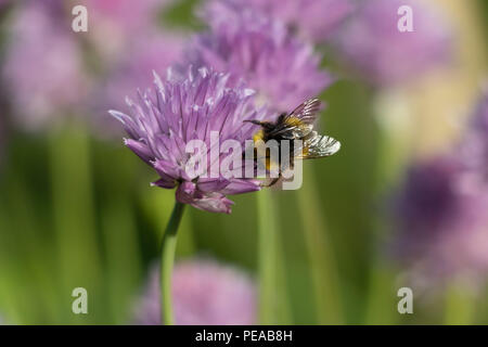 Eine Hummel auf einer Schnittlauch Anlage auf der Suche nach Pollen Stockfoto