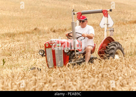 Der Mann fährt einen alten Traktor Massey Ferguson im Getreidebereich in Tschechien Stockfoto