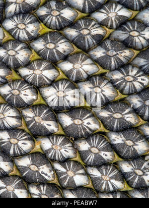 Sonnenblumenkerne Makro Detail, in Blüte. Frische, noch behaart. Stockfoto