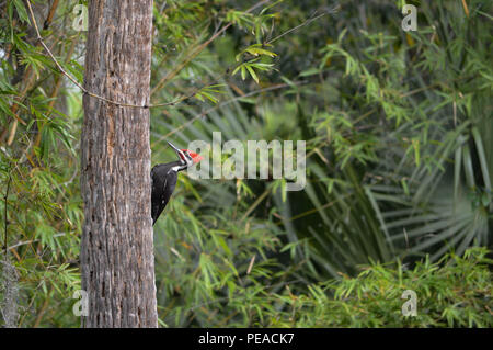 Pileated Woodpecker roter Vogel Flaming Crest Profil Farbfoto tagsüber im Freien Florida unter der Leitung ist die größte gemeinsame Specht in Nordamerika Stockfoto