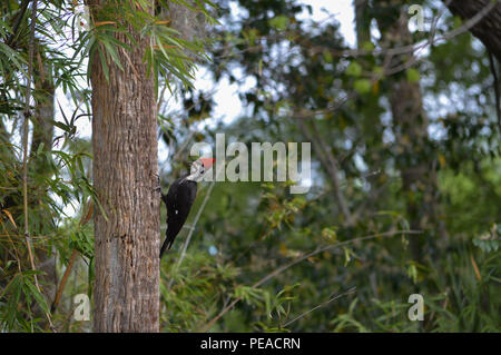 Männliche Pileated Woodpecker Dryocopus pileatus Größten Gemeinsamen Specht in Nordamerika Flaming Crest Natur Umwelt Florida Wildlife Stockfoto