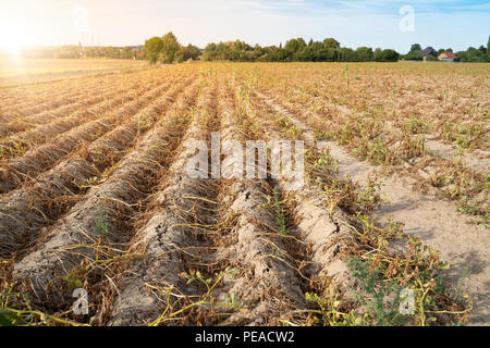 Landwirtschaft in Deutschland. Im heißen Sommer, die Trockenheit zerstört die kultivierten Pflanzen. Die Pflanzen werden in den Zeilen auf der trockenen, knusprigem Boden getrocknet. Stockfoto