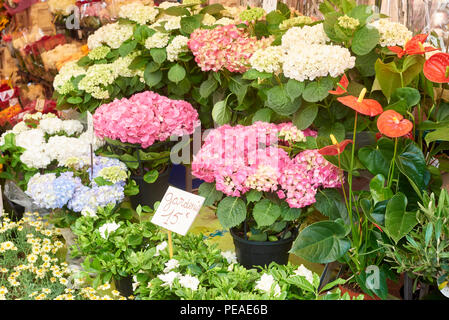 Bunte Vielfalt der Blumen in den Blumenmarkt verkauft. Stockfoto