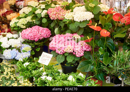 Bunte Vielfalt der Blumen in den Blumenmarkt verkauft. Stockfoto