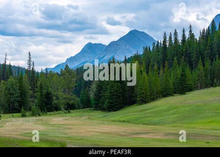 Foto einer Lichtung im Wald von Bäumen mit der Kanadischen Rockies im Hintergrund umgeben. Stockfoto