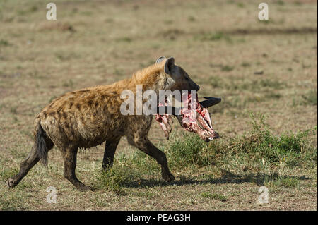 Hyäne mit Resten von Buffalo Karkasse Masai Mara in Kenia entdeckt Stockfoto