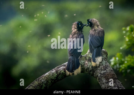 2 Schwarz-chested jay Vögel Bild in Panama genommen Stockfoto