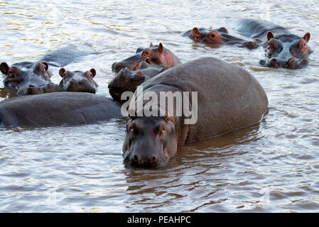 Verwundet oder Hippopotamus amphibius Flusspferd in Wasser Stockfoto