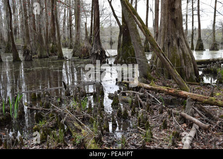 Kahlen Zypressen in Kaufleute Mühlteich State Park in North Carolina. Stockfoto