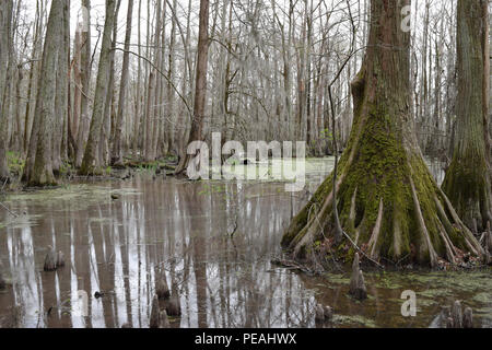 Kahlen Zypressen in Kaufleute Mühlteich State Park in North Carolina. Stockfoto