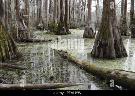 Kahlen Zypressen in Kaufleute Mühlteich State Park in North Carolina. Stockfoto