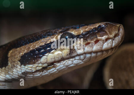 Schlange Kopf Nahaufnahme Bild in Panama genommen Stockfoto