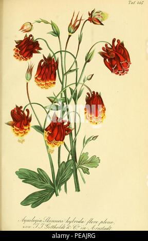 Aquilegia hybrida skinneri Flore pleno - gartenflora 14 Taf. 467. Stockfoto