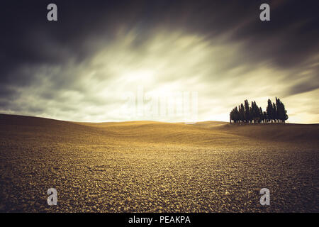 Isolierte Zypressen im Val D'Orcia, Toskana (Italien) Stockfoto