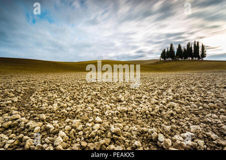 Isolierte Zypressen im Val D'Orcia, Toskana (Italien) Stockfoto