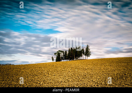 Isolierte Zypressen im Val D'Orcia, Toskana (Italien) Stockfoto