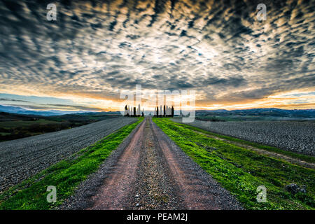 Typische Landschaft der Toskana. Ein Cypress Avenue, die zu einem Bauernhof in der Val d'Orcia. Stockfoto