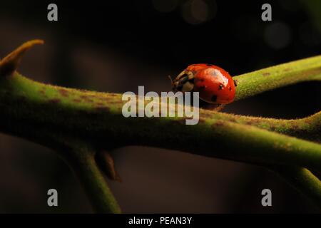 Marienkäfer auf Zweig Stockfoto