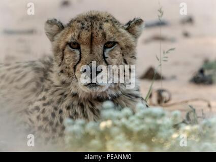 Eine collared Gepardin lag im Gras an der Okonjima Nature Reserve in Namibia Stockfoto