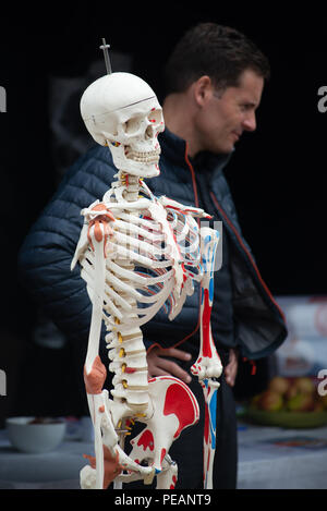 Kunststoff Modell eines menschlichen Skeletts verwendet eine medizinische Therapie Service zu einem Land zeigen, Hampshire, UK zu fördern. Stockfoto