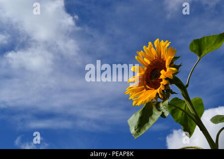Ein buntes Bild einer Sonnenblume mit gelben Blüten und grüne Blätter, in der Blüte in der britischen Sommerzeit, mit einem blauen Himmel und leichter Bewölkung. Stockfoto