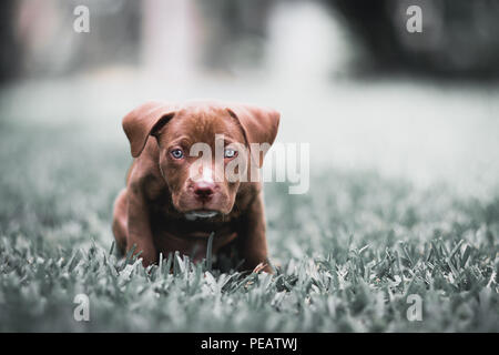 Adorable Blue Eyed Pitbull Terrier Pupyy Stockfoto