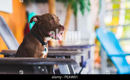 Adorable braune Welpen Sitzen auf Liegen am Strand Stockfoto