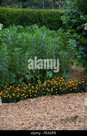 Bohnen wachsen auf eine Zuteilung Plot zusammen mit ringelblumen als Begleiter, nützliche Insekten anzieht. Stockfoto