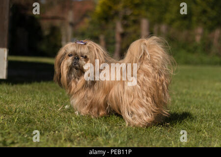 Shih Tzu Hund auf Grün Stockfoto