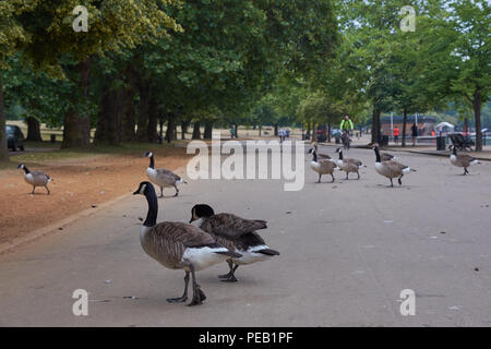 Herde der schwarzen Hals Kanadagänse Crossing Road in London Hyde Park Stockfoto