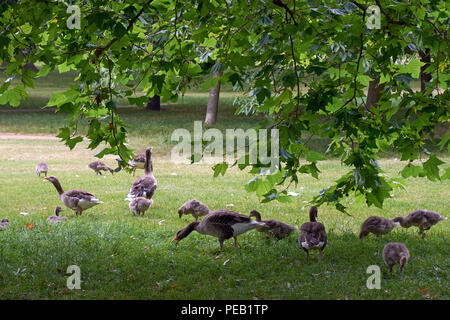 Herde Graugänse sind Beweidung in London Hyde Park Stockfoto