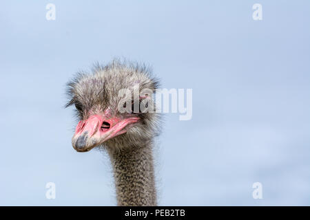 Der Kopf einer Strauß closeup auf einem blauen Hintergrund. Stockfoto