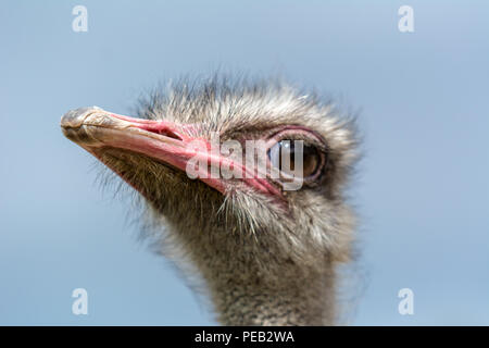 Der Kopf einer Strauß closeup auf einem blauen Hintergrund. Stockfoto