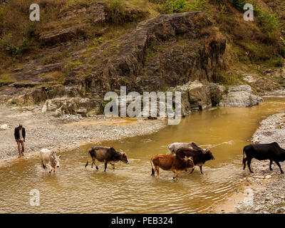 Indische Mann am Abend kommt seine Kühe auf den Schutz der villaqge, Panar Fluss, Kumaon Hügel, Uttarakhand, Indien Stockfoto