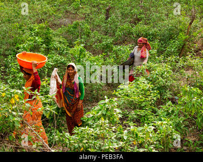 Indischer womans über den Dschungel in der Nähe von Wildschwein Fluss, Kaladhungi, Uttarakhand, Indien Stockfoto