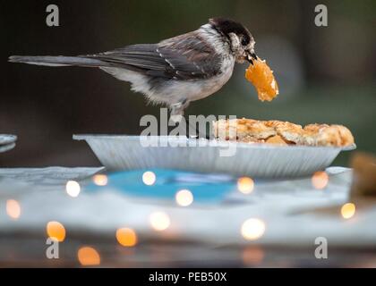 Oak Ridge, Tennessee, USA. 12 Aug, 2018. Ein graues Jay feste auf einem Apple Pie links heraus an einem Campingplatz entlang Waldo See in der Nähe von Oak Ridge in der Willamette National Forest. Grau Eichelhäher sind gemeinhin als ''camp Räuber'' für ihre Gewohnheit der Nahrung von Menschen bekannt. Credit: Robin Loznak/ZUMA Draht/Alamy leben Nachrichten Stockfoto