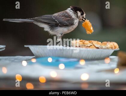 Oak Ridge, Tennessee, USA. 13 Aug, 2018. Ein graues Jay feste auf einem Apple Pie links heraus an einem Campingplatz entlang Waldo See in der Nähe von Oak Ridge in der Willamette National Forest. Grau Eichelhäher sind gemeinhin als ''camp Räuber'' für ihre Gewohnheit der Nahrung von Menschen bekannt. Credit: Robin Loznak/ZUMA Draht/Alamy leben Nachrichten Stockfoto