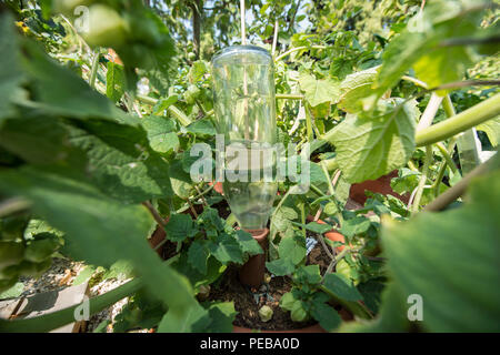 09. August 2018, Bad Schwalbach, Deutschland: Kapillare Bewässerung einer Ananas cherry Bush auf dem Gelände der Hessischen Landesgartenschau in Bad Schwalbach. Mit Hilfe der Kapillar-wirksamen Ton Kegel, der hat einen Glasdeckel, es ist einfach eine gleichmäßige Wasserversorgung über mehrere Tage zu gewährleisten. Die gartenschau ist für Besucher geöffnet bis 7. Oktober 2018. Foto: Silas Stein/dpa Stockfoto