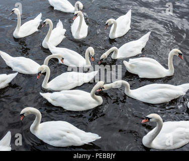 Mure Schwäne auf dem Fluss abzweigt. Stockton on Tees, North East England.de Stockfoto