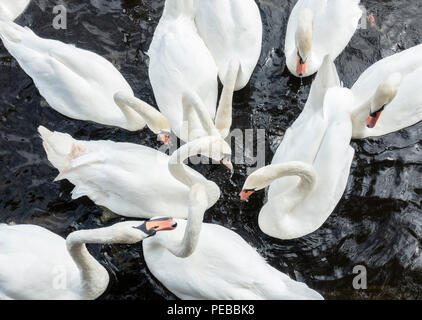 Mure Schwäne auf dem Fluss abzweigt. Stockton on Tees, North East England.de Stockfoto