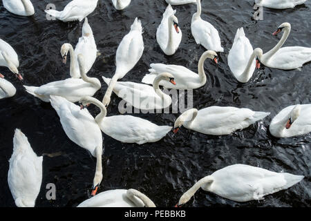 Mure Schwäne auf dem Fluss abzweigt. Stockton on Tees, North East England.de Stockfoto